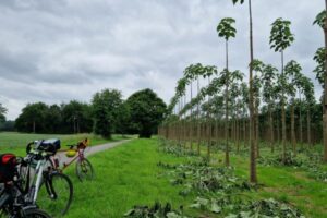 Plantage Paulowina