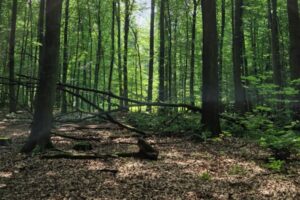 Blick in einen Wald